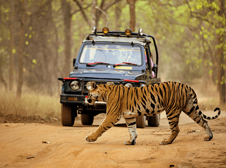 Jungle safari in Dandeli