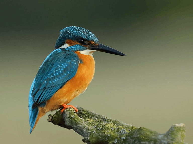 Bird watching in Dandeli