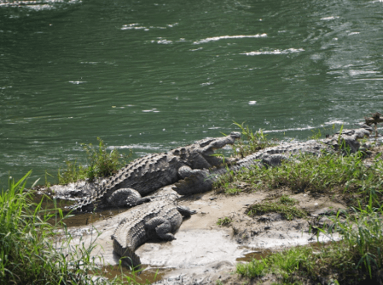 Crocodile Park Dandeli